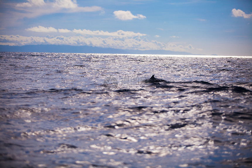 海豚在开阔的蓝色大海中并肩游泳图片