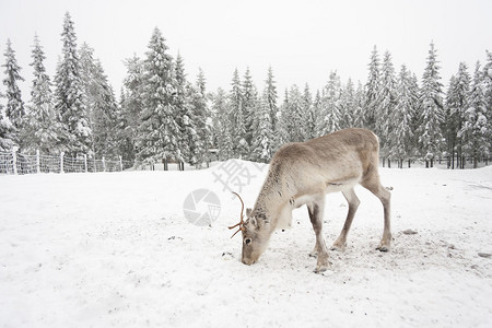孤独的白驯鹿在雪地上吃东西图片