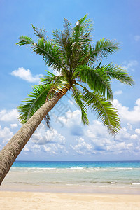 热带白沙滩和棕榈树泰国Ko图片