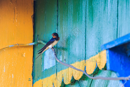 BarnSwallow坐在木制乡村房屋背图片