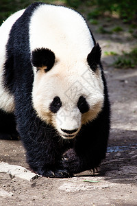 行走的大熊猫高清图片