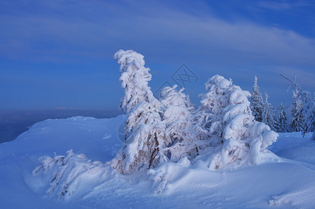 雪堆中树木的冬季景观暮色在山林中新鲜的雪喀尔巴阡山脉图片