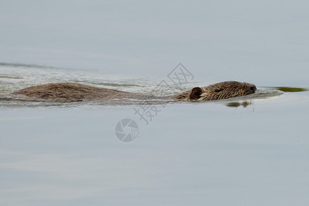 游泳时孤立的海狸鼠图片
