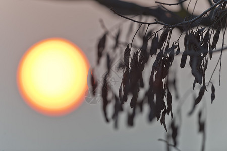 冬季森林背景上的日落橙色球太阳图片