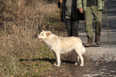 在石山路上散步的一对夫妇与白狗一起在图片