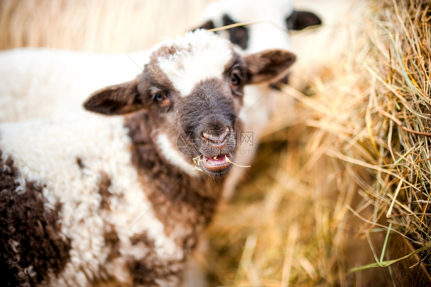 吃草和干草的小羊羔图片