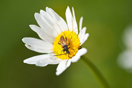 美丽的甘菊花和昆虫图片