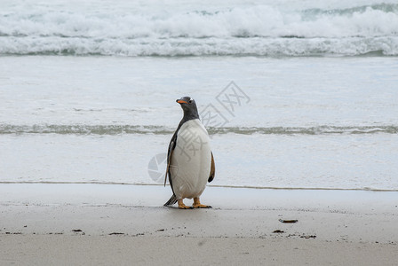 巴布亚企鹅Pygoscelispapua福克兰群岛海滩上图片