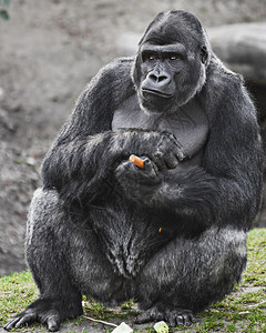动物园里的大猩猩图片