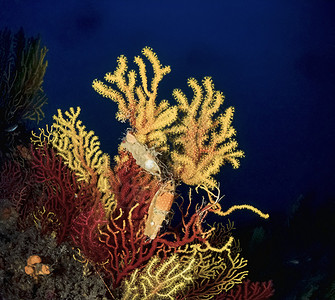 黄红柳珊瑚上的卵图片