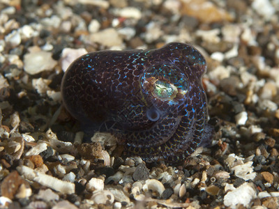 摩鹿加海蓝碧海峡的贝瑞短尾鱿鱼图片
