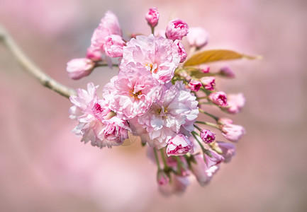 樱花粉红色的花朵盛开着日本樱桃图片