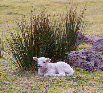 小羊羔在荷兰图片