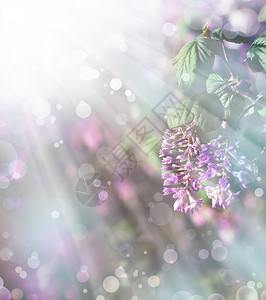 小紫花蓝天空新叶子春幕背景的图片