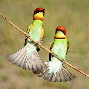 彩色食蜂鸟胸针头的吃蜜鸟Merops图片