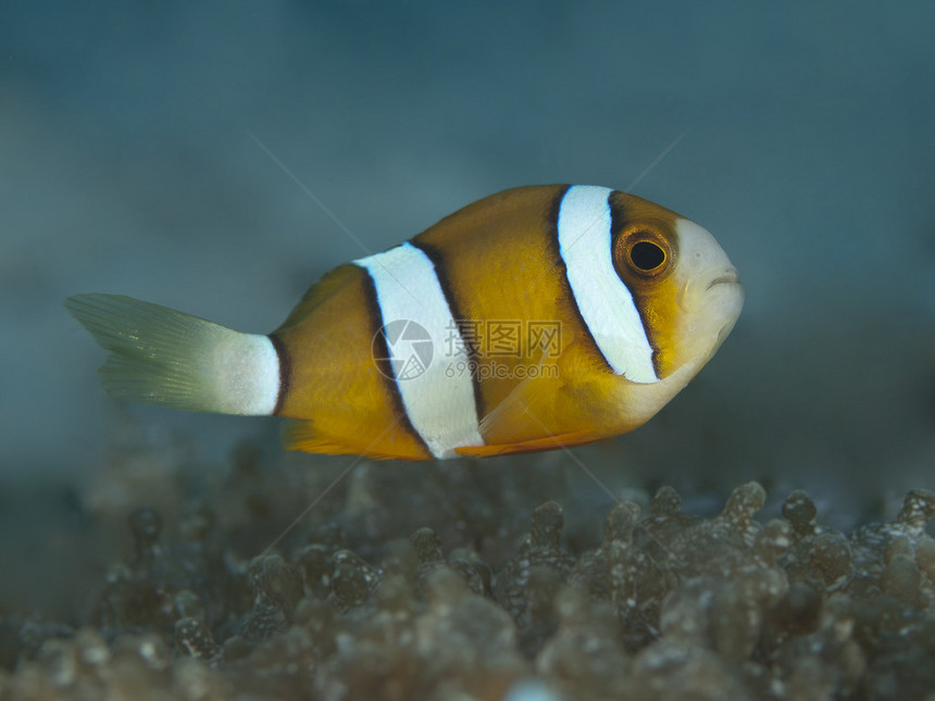 菲律宾薄荷岛海的黄尾小丑鱼图片