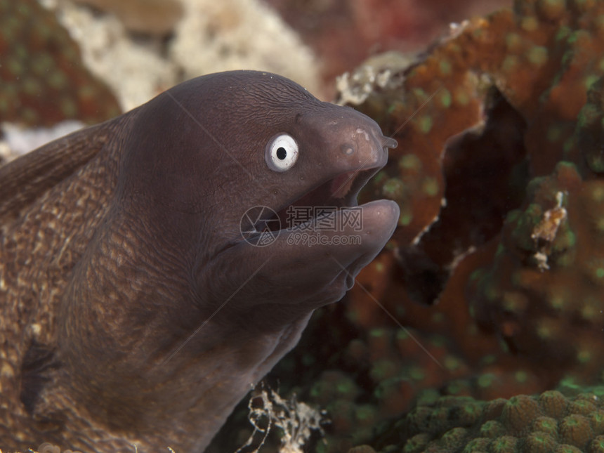 菲律宾薄荷岛海的白眼海鳗图片