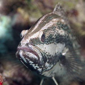 红海细长石斑鱼背景图片