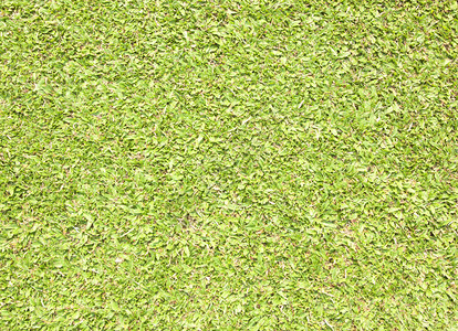 绿色足球场背景绿化的图片