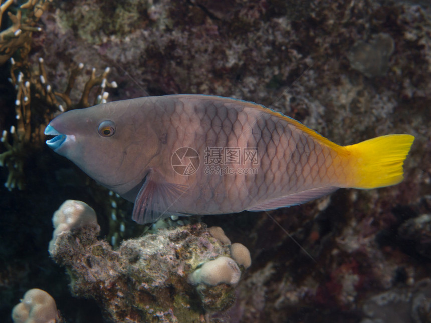 红海生锈的鹦嘴鱼图片