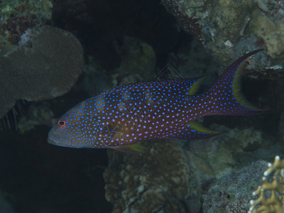 红海石斑鱼图片