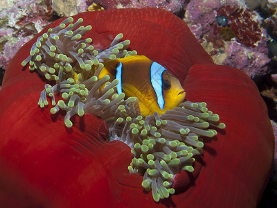 红海葵鱼图片