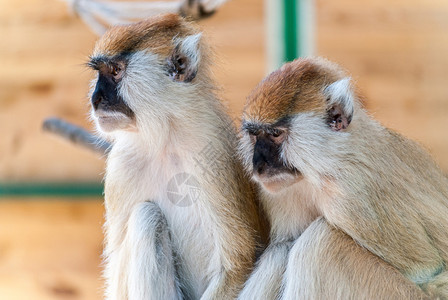 动物园里的两只猴子图片