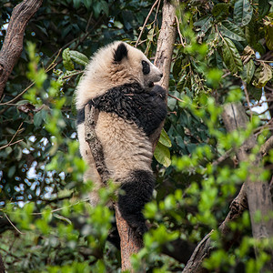 大熊猫在树上吃饭图片