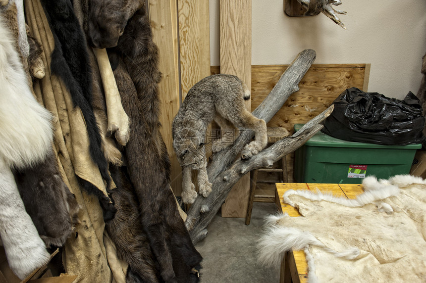 阿拉斯加动物标本剥制店内部视图图片