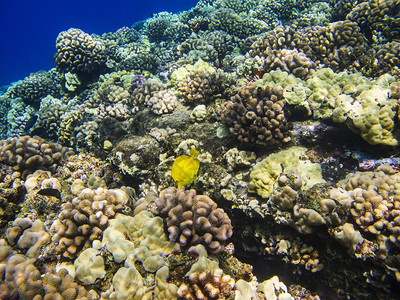 黄唐在珊瑚礁中觅食图片
