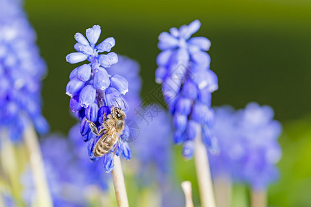 蜜蜂在蓝色花朵上的宏观照片图片