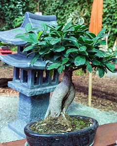 陶罐中的盆栽树图片