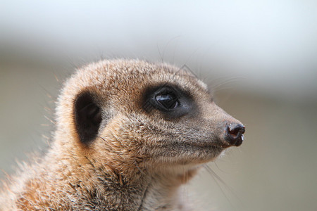 Meerkat哨兵Surricatasur背景图片