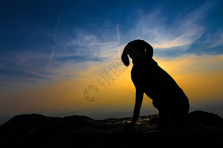 猎犬在岩石上的剪影图片