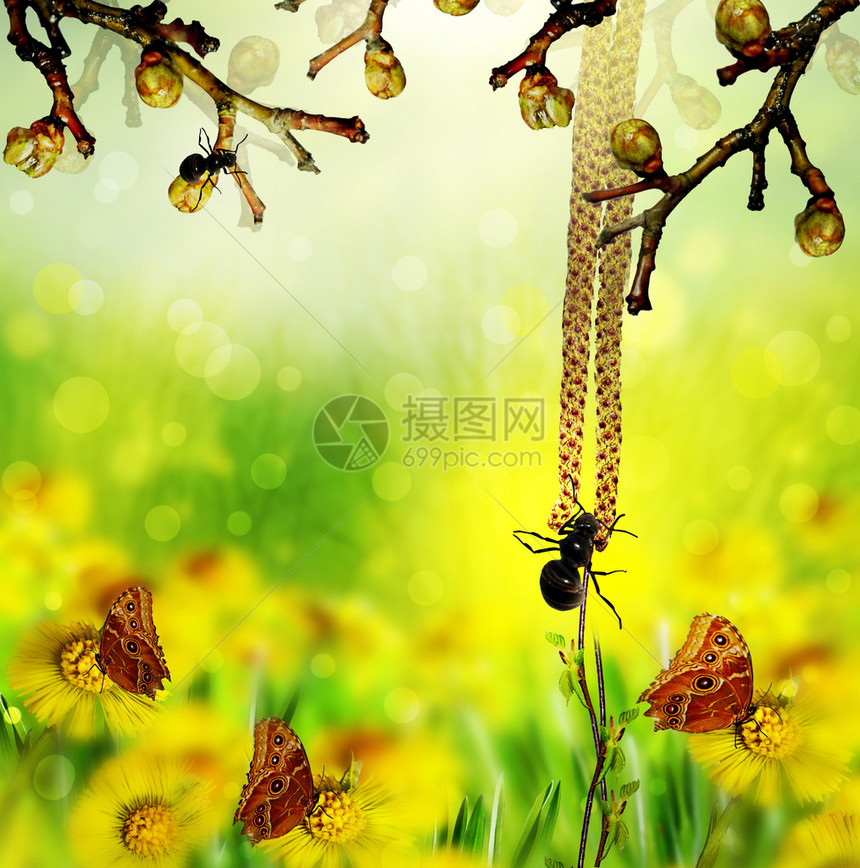 野花和蝴蝶的夏天风景图片