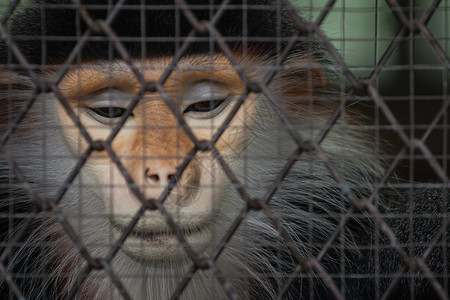 在笼子后面的哀伤的猴子图片