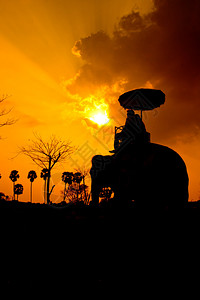 乡村的日落人们骑着大象图片