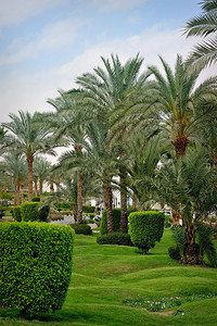 热带花园中的棕榈树图片