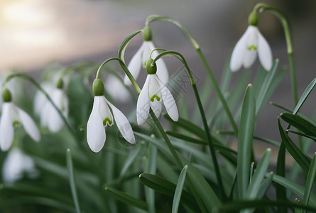 绿草中的雪花莲的白花和蕾图片