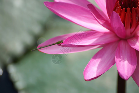 粉红色的莲花睡莲图片