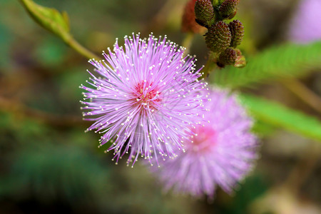 粉红色花朵敏感植物的宏mimosapu图片