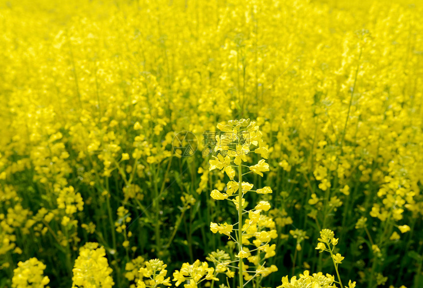 田野里的油菜花图片