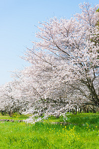 这是盛开的樱花图片
