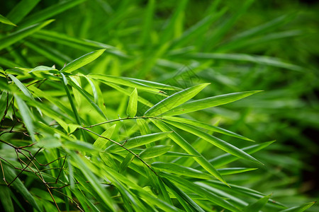 绿色植物图片