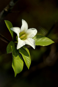 栀子花的白花图片