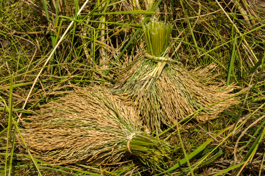 水稻种植布图片