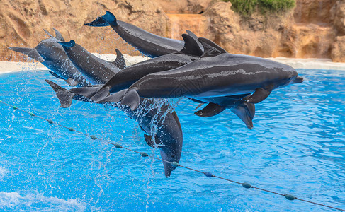 海豚在跳跃的过程中悬浮在空中图片