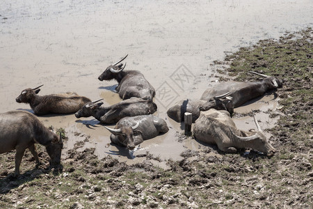 水牛睡在泥里泰国宋卡湖图片