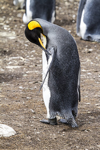 王企鹅Aptenodytespatagonicus福克兰群岛布拉夫图片