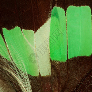 蝴蝶翼纹理关闭背景的蝴蝶翅膀细节图片